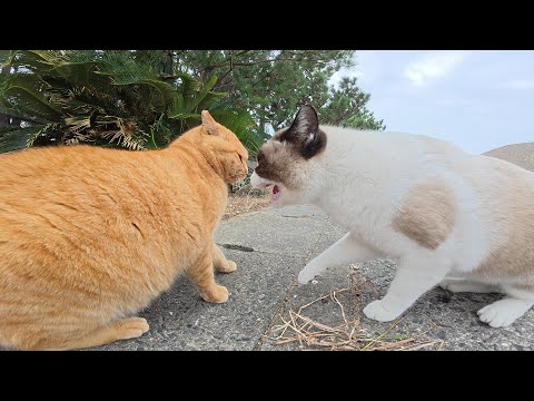 理不尽に喧嘩を売りまくるタヌキ猫ちゃん