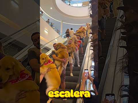 IMAGINA que tu PERRITO NO puede SUBIR y NECESITA una NUEVA ESCALERA, Cuál le DARÍAS? 🪜🐶🥰