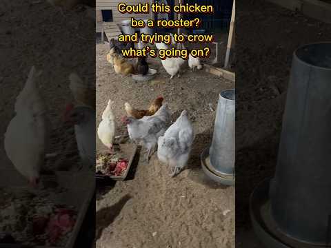 What is this chicken up to? Why such a noise? #funny #annoying #noise ￼￼￼￼