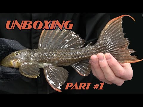 RARE FISH UNBOXING @thewaterfrontslc PART#1 of 4 WOW, who is ready???? 

Watch the whole video for a discount code off some of the fish you see in th
