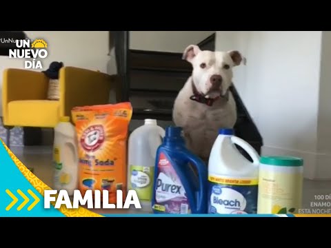 Cómo limpiar bien tu casa sin dañar a tu mascota | Un Nuevo Día | Telemundo