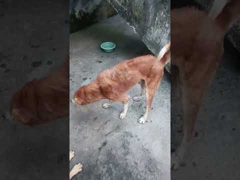 bezubaan ki jaan  😢😔 #dog #jaan #petshub #dogshorts #shorts #ytshorts