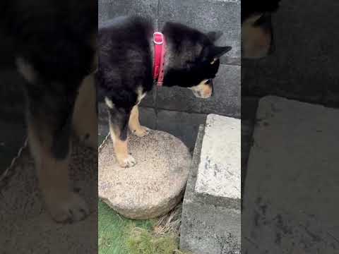 犬の身邊調査は毎日、柴犬の確認くん活中