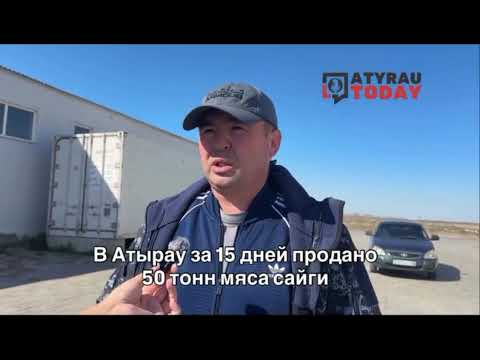В Атырау продано 50 тонн мяса сайги