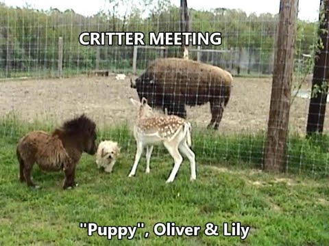CRITTER MEETING
