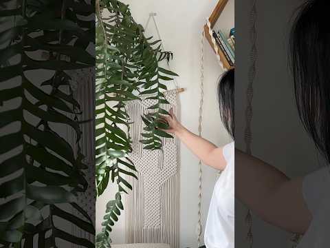 Черенкование, размножение Марниеры #houseplants #epiphyllum #уходзарастениями #plantcare #цветывдоме