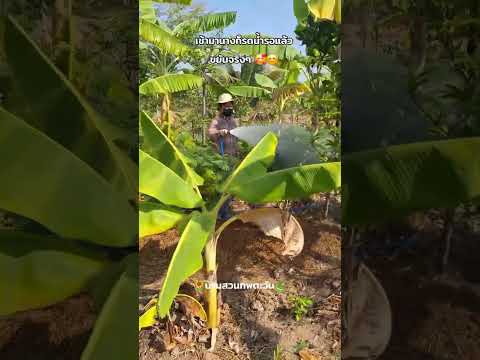 คงามขยันยกให้นางเลย😊รดน้ำต้นไ