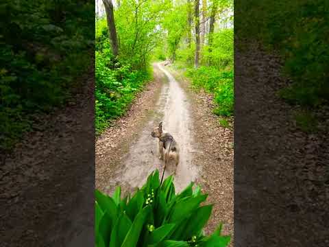 #bulldogfrances #frenchbulldog #tandemmtb #frenchie #puppy #bulldog #frenchbulldoglife #pets #poki