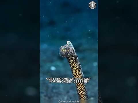 Introducing the Garden Eel 