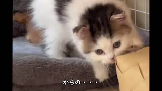 子猫たちのたわむれがかわいすぎる
