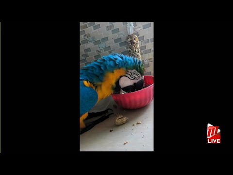 Feel Good Moment - Missing Macaw Gruff Returns Home