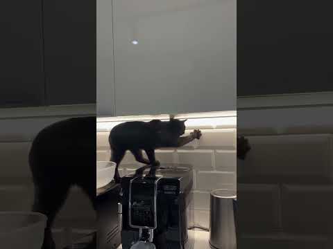 très drôle le chat 😜 🐱 😜 🐱 😜 🐱 😜 🐱 😜 🐱