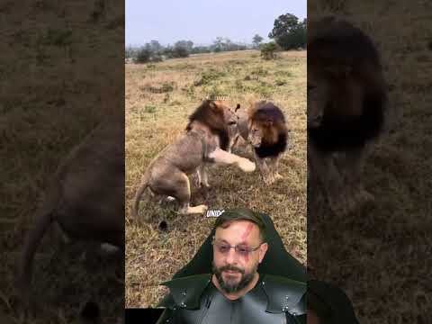 Coalizão de leões: Kinky Tail dos Mapogos x Majingilanes VÍDEO 20 #biologohenrique