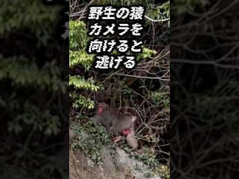 野生の猿。初めて見ました❗️#shorts