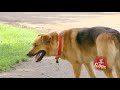 JFL Hidden Camera Pranks & Gags: Ultimate Dog Joke