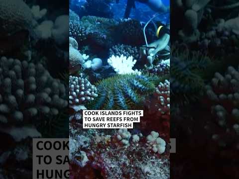 Cook Islands wages war on hungry starfish | AFP #shorts