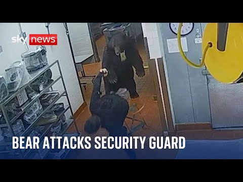 Colorado: Bear attacks security guard in hotel kitchen