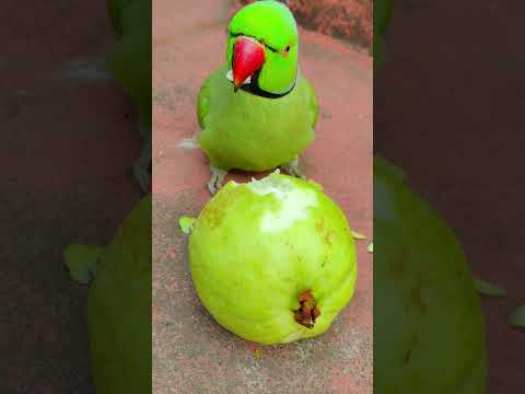 mithu ko bhuk lagi 💚🦜 #petbird #nonstoptalkingparrot #talkingparot #birds #reels