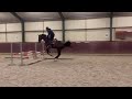 Show jumping horse Fijn paard uit topstam