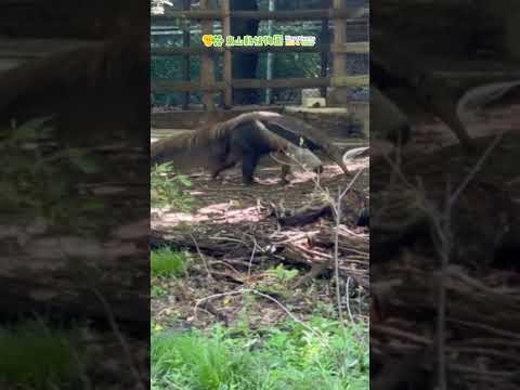 【東山動植物園公式】初夏の北園の朝　《 シンリンオオカミ　アメリカバイソン　ヤブイヌ　オオアリクイ　桜　スカイタワー 》