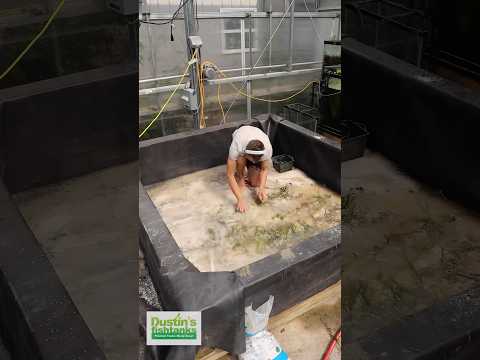 Dirting And Planting An 8’ by 8’ Basin with VA Dirting and Planting an 8' by 8' basin of VALLISNERIA! This is quite the process that you can apply 