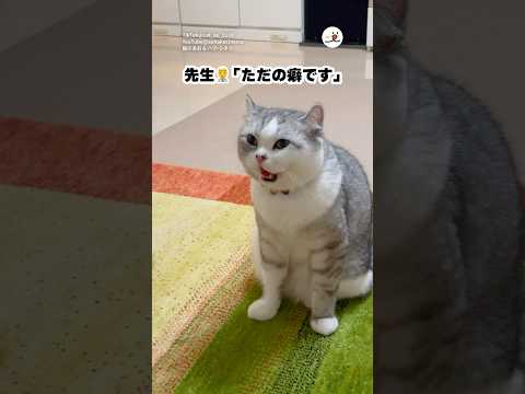 猫の動画サムネイル - 癖が強すぎる😂 @aohakucinema  ｜PECO