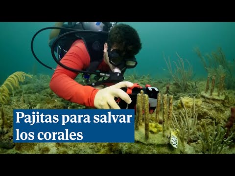 Pajitas biodegradables para proteger los corales de laboratorio de los peces hambrientos