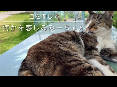 目を閉じて🙃何かを感じるみーちゃん😁