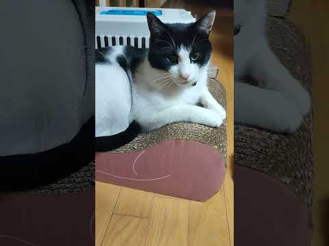 猫のハチワレさん　爪を磨がずにくつろいでます