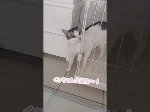 ケージに侵入したハスキーを撃退する猫 #シベリアンハスキー #ハスキー #猫