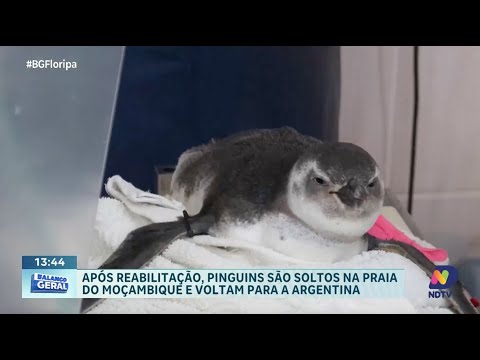 Pinguins reabilitados são soltos na Praia do Moçambique e retornam à Argentina