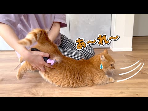 猫の動画サムネイル - 逃亡を試みるも何度も連れ戻される猫が可愛いw