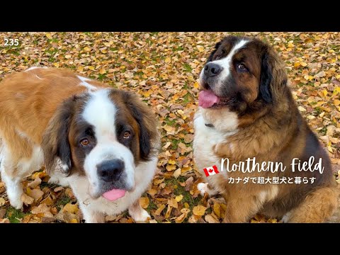 ドローン初墜落/黄葉の森/クマ親子【超大型犬とカナダで田舎暮らし】