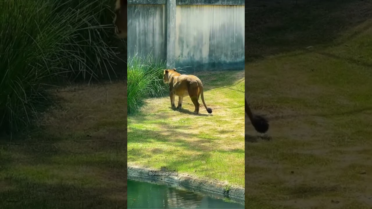 Leoa que matou jovem volta à jaula pela primeira vez em zoológico na Paraíba