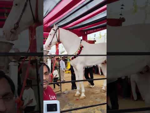 sher by badal pushkar mela