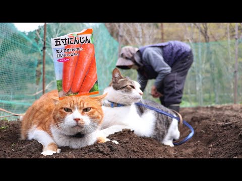猫の動画サムネイル - ぽんと人参の種まき　2025　250528