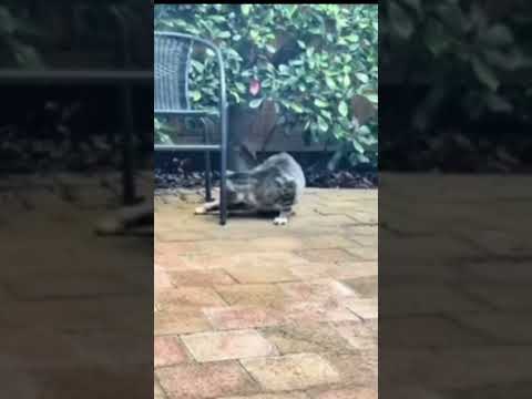 #кот#мышь#слепойкот#мем#прикол#врек