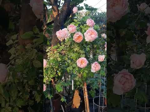 กุหลาบชื่อPeachDyedดอกใหญ่แ