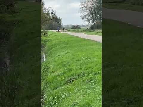 Schapen naar het weide vogel land#schapen