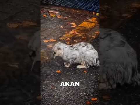 nasib malang kucing yang dibuang karena sudah tidak bersih!#short#feed#shrotfeed#shorts#kucing