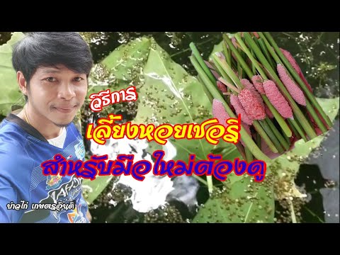 วิธีการเลี้ยงหอยเชอรี่-สำหรับม วิธีการเลี้ยงหอยเชอรี่-สำหรับม