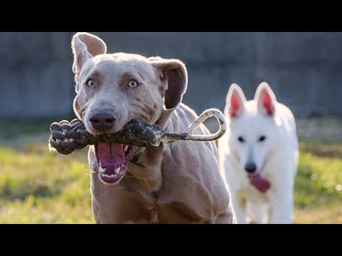 Dog photography with Nikon Z50 + Z 24-200 lens