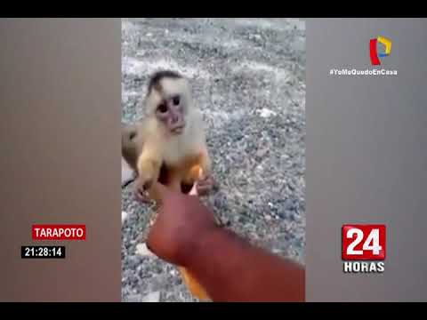 Tarapoto: monos salen a las calles a pedir comida