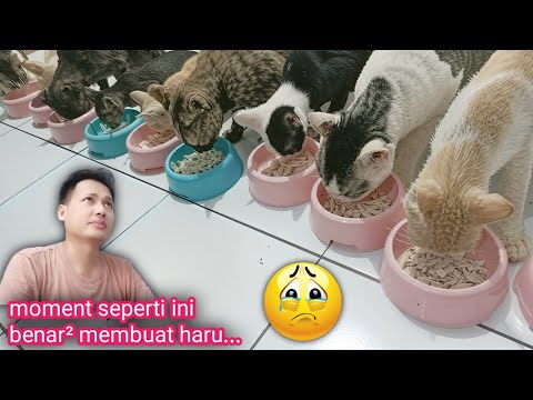 Masyaallah ❗Biarlah Saya Yang Sakit Asal Kucing Pada Sehat Semua, Aamiin..