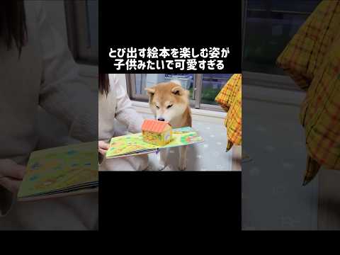 とび出す絵本を楽しむ姿が、子供みたいで可愛すぎる #柴犬 #shibainu #shorts