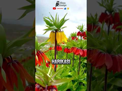 BU ÇİÇEĞİ KOPARMANIN 577.000 TL CEZASI VAR! TERS LALE'NİN İNANILMAZ SIRRI (SADECE TÜRKİYE'DE! #doğa