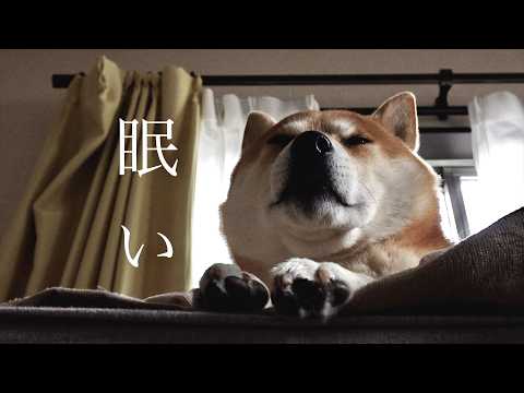 犬の動画サムネイル - 寝言を喋る柴犬の闇取引
