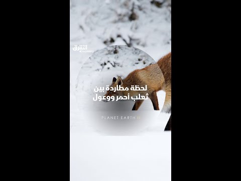 لحظة مطاردة بين ثعلب أحمر ووعول