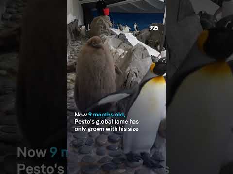 At 9 months, baby king penguin 'Pesto' is twice the size of his parents | DW News