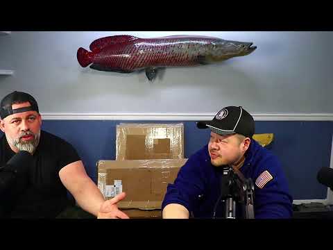 Monster Fish Talk | Predatory Fins & Stingray Biol Discussing everything from Monster fish, to at home aquarium setups. Come hangout and ask us your qu
